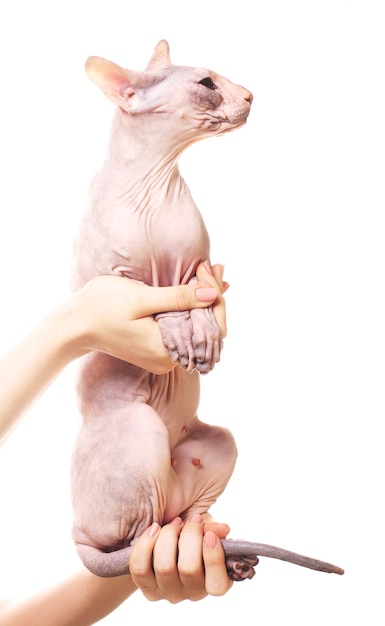 Sphynx cat, 6 months old, in front of white 