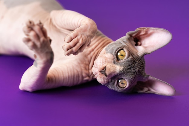 Sphynx cat of blue and white color lying down on its back at violet floor with front paws raised