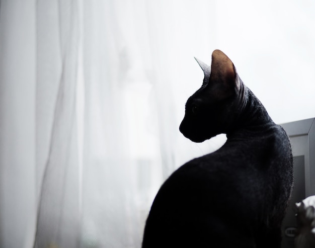 Sphynx Cat Funny Standing on the windowsill