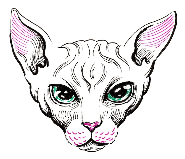 Sphynx cat. Ink drawing