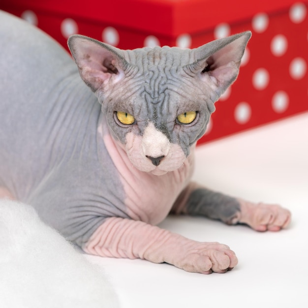 Sphynx Cat lies near red polka dot gift box