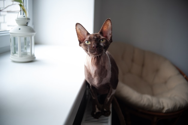 Sphynx cat sits on the battery near the window and warms up