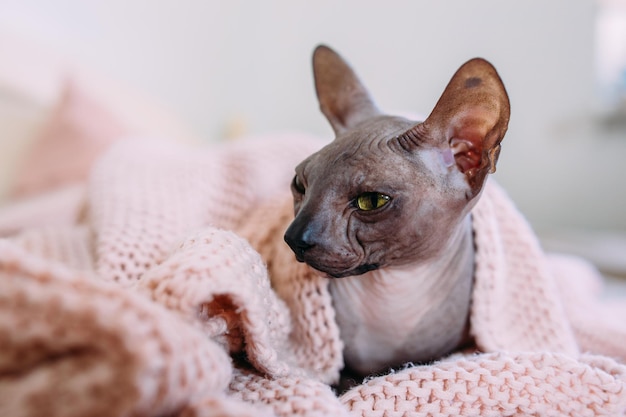 Sphynx cat sits at home on the bed wrapped in a warm knitted blanket