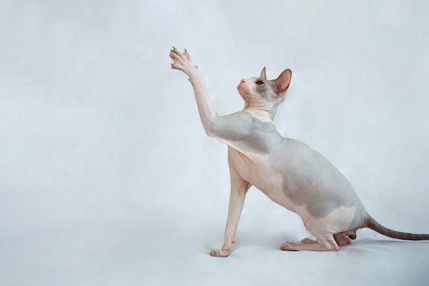 Sphynx cat sits on a white background and waves its paw