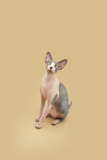 Sphynx cat sitting and looking at camera Isolated on beige brown background