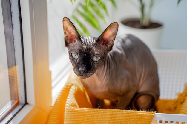 Sphynx cat with blue eyes Sits in a plastic box with a yellow scarf