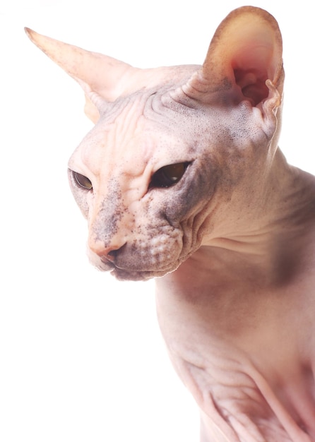 Sphynx cat