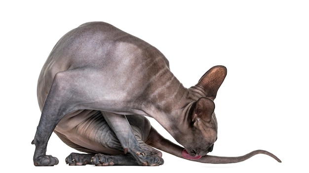 Sphynx cleaning itself in front of a white wall