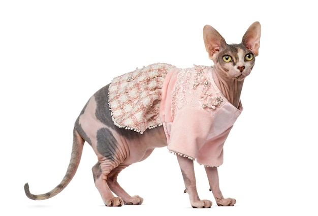 Sphynx dressed in front of a white wall