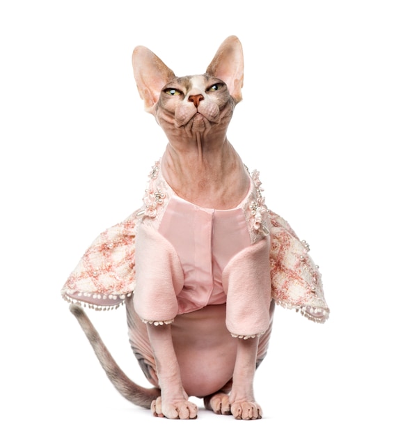 Sphynx dressed in front of a white wall