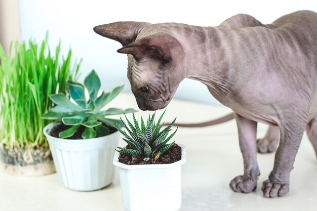 Sphynx eats houseplants instead of special herb for cats.