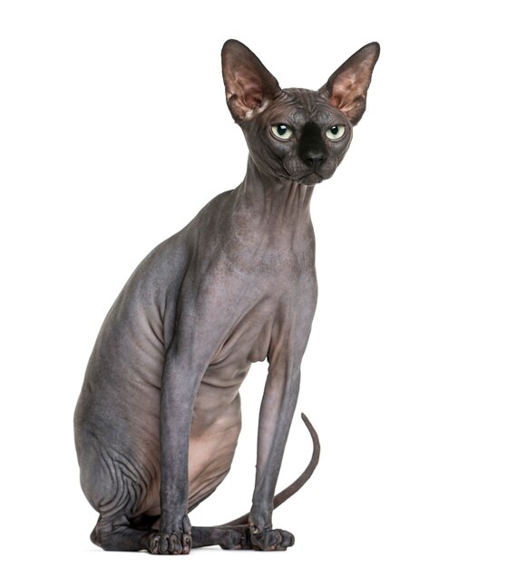 Sphynx in front of a white wall