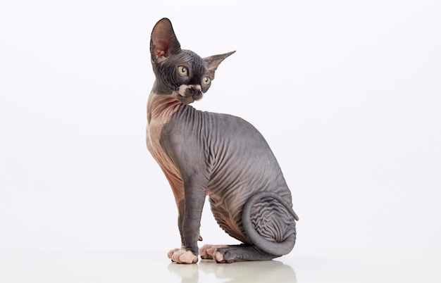 Sphynx haarloze kattenzitting