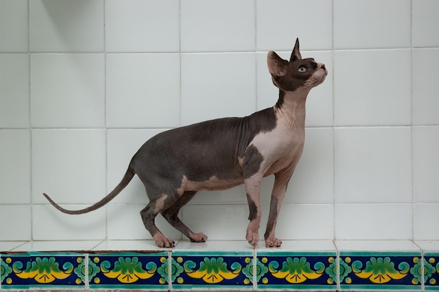 Sphynx hairless breed cat sitting in the kitchen