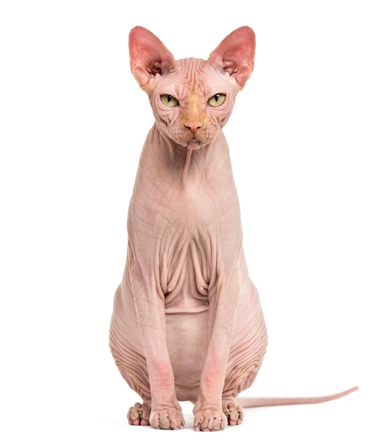 Sphynx Hairless Cat poseren geïsoleerd