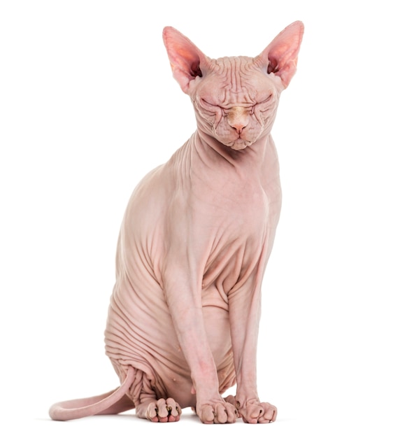 Sphynx Hairless Cat poseren geïsoleerd