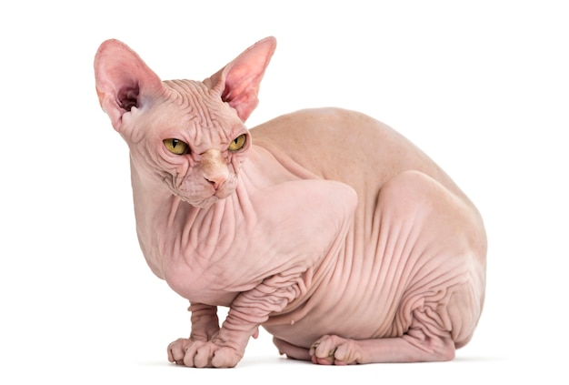 Sphynx Hairless Cat poseren geïsoleerd