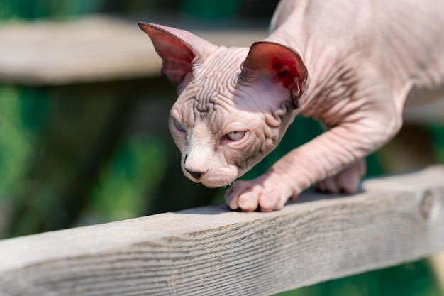 스핑크스 털이 없는 새끼 고양이는 고양이 놀이터에서 땅 위의 좁은 판자를 조심스럽게 걷고 있다