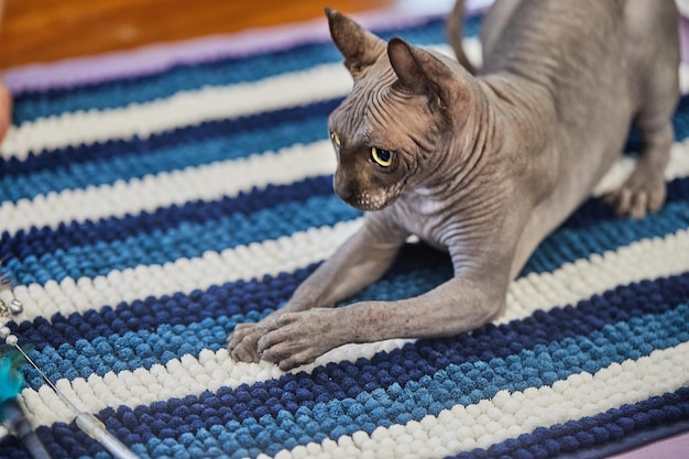 Sphynx는 개의 행동과 성격을 가진 털이 없는 고양이입니다.