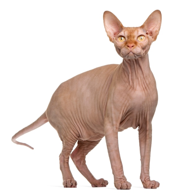 Sphynx kat, 8 maanden oud. kattenportret geïsoleerd