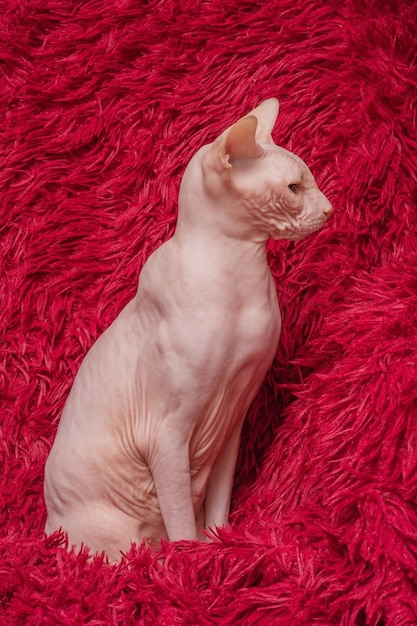 Sphynx kat op een rode deken in een stoel Profiel van een kale kat Dierlijk huisdier