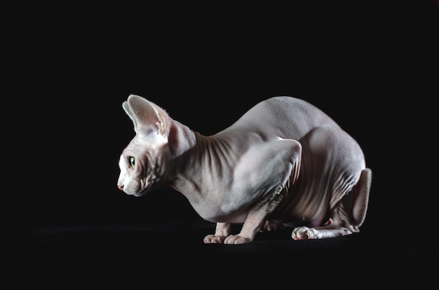 Sphynx kat op zwarte achtergrond, elegant, mooi