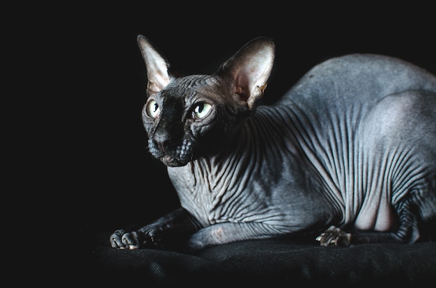 Sphynx kat op zwarte achtergrond, elegant, mooi