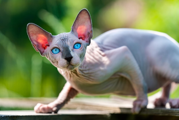 Sphynx-kat van blauwe nerts en witte kleur die op de buitenspeeltuin van de mannelijke kat van de kennel loopt