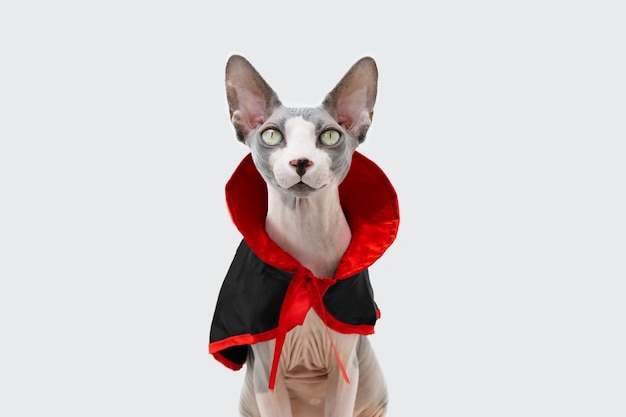 Sphynx kat viert Halloween Carnaval of Nieuwjaar verkleed als een vampier geïsoleerd op een witte achtergrond