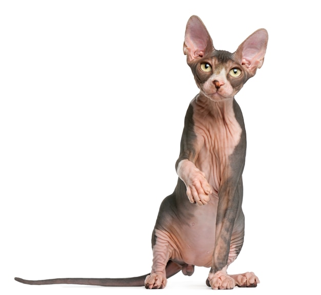 Sphynx kitten (4 maanden oud), Brits korthaar (1 jaar oud)