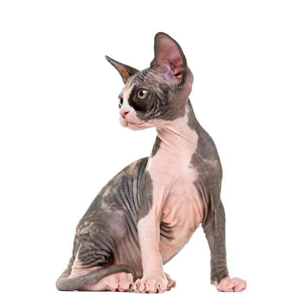 Sphynx 고양이 앉아 흰색 절연