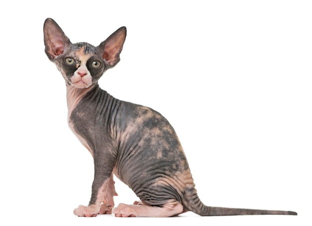 Sphynx 고양이 앉아 흰색 절연