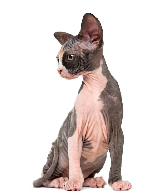 Sphynx kitten vergadering geïsoleerd op wit