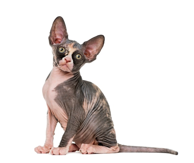 Sphynx kitten vergadering geïsoleerd op wit