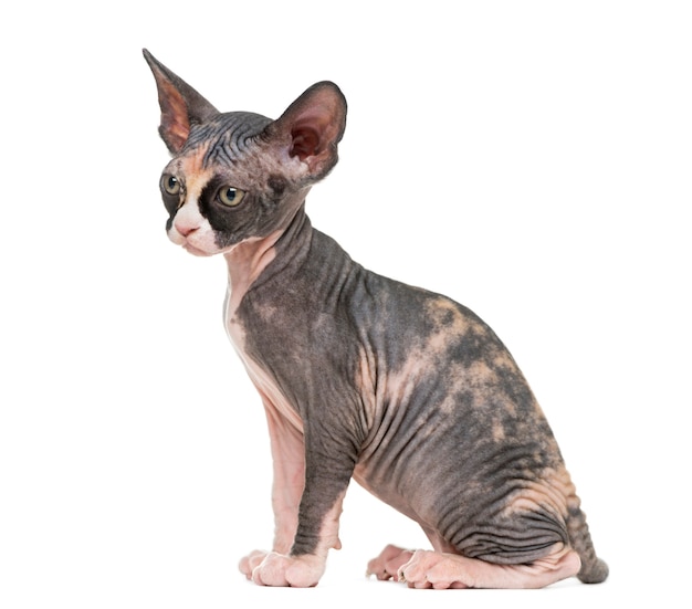 Sphynx kitten zitten en wegkijken geïsoleerd op wit