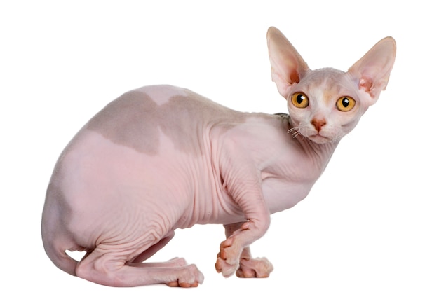 Sphynx kitten