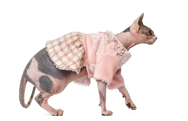 Sphynx kleedde zich voor een witte muur