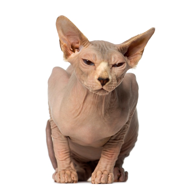 Sphynx liegt en heeft de ogen half gesloten