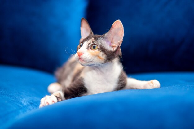 Sphynx mestizo kitten sits on the couch.