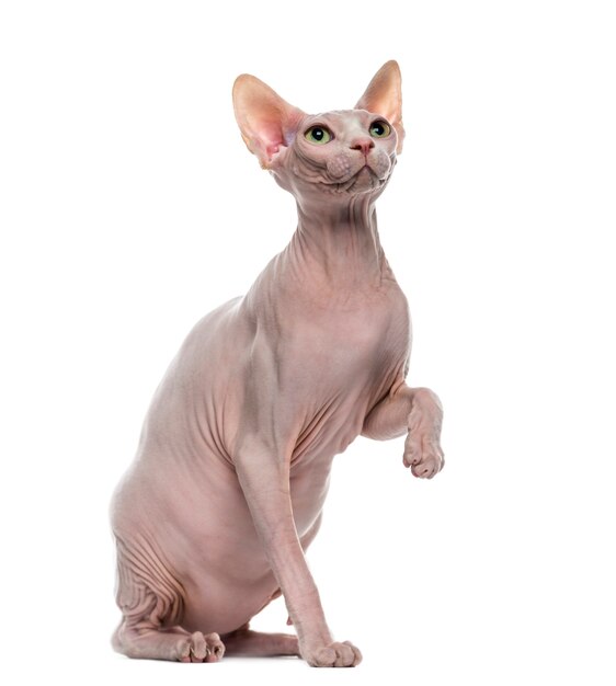 Sphynx pawing up in front of a white wall