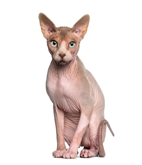 Sphynx seduto davanti a un muro bianco