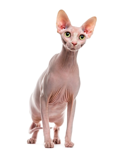 Sphynx voor een witte muur