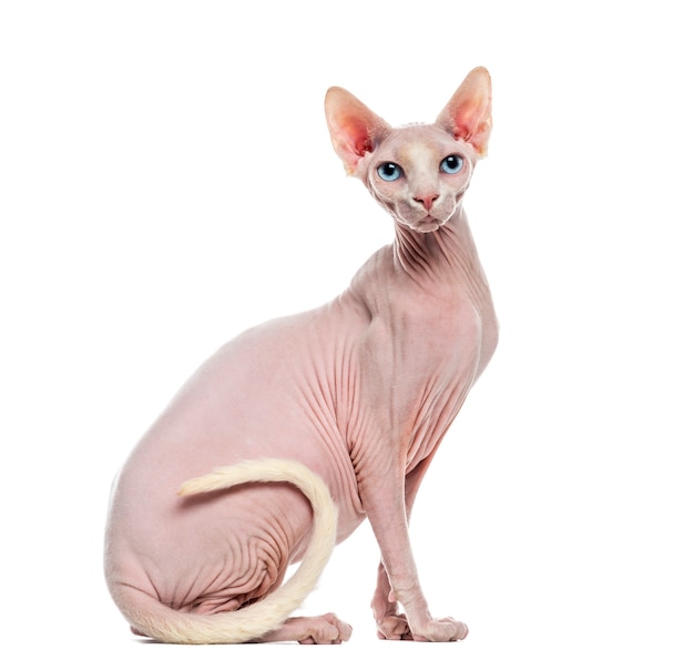 Sphynx voor een witte muur