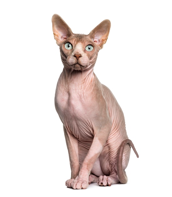 Sphynx zit voor een witte muur