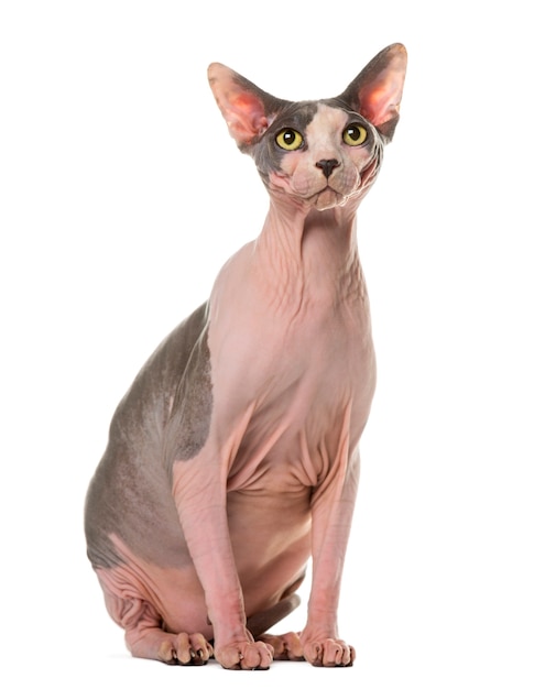 Sphynx zit voor een witte muur