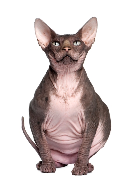 Sphynx