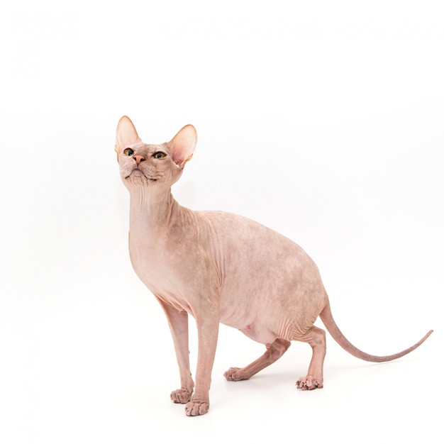 Sphynxkatje op wit wordt geïsoleerd dat