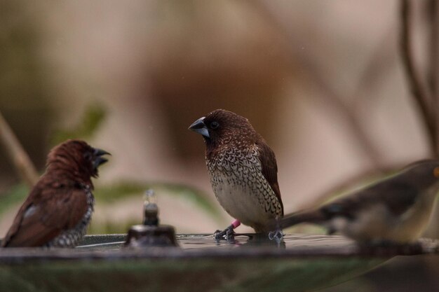 스파이스 핀치 (Lonchura punctata) 는 새 목욕탕의 가장자리에 앉아 있다.