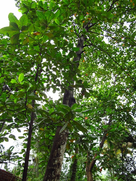 Giardino delle spezie vicino a kandy, sri lanka