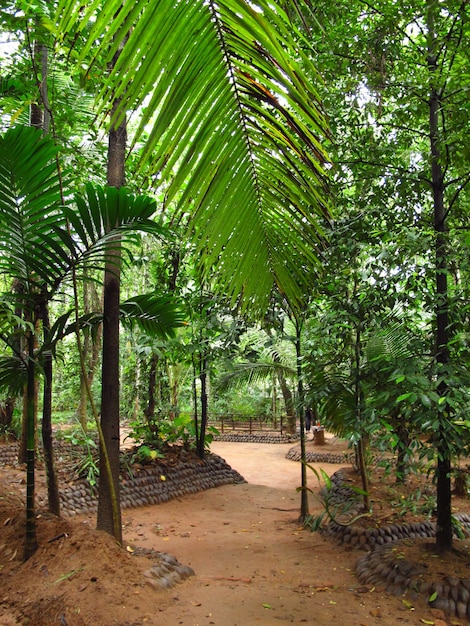 Spice garden close Kandy, Sri Lanka